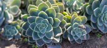 辦公室裝修:打造你的舒適綠色辦公室環(huán)境，療愈系多肉植物5選！